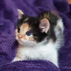 Un adorabile gatto tricolore con occhi azzurri guarda curioso da una morbida coperta viola.