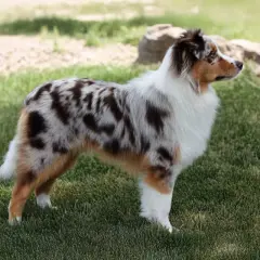 Un bellissimo miniature american shepherd con mantello merle e bianco, in piedi sull'erba verde.