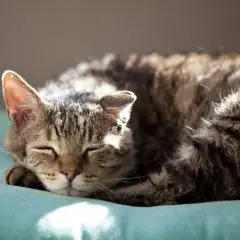 Gatto soriano dorme sereno. Se noti cambiamenti nel suo comportamento, come aumento della sete o della fame, potrebbero essere sintomi di diabete nel gatto.