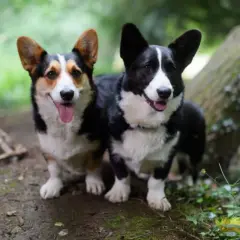 Due corgi cardigan, uno tricolore e uno nero, posano felici nel bosco.