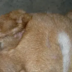 Primo piano dell'orecchio di un cane con segni di otoematoma. La pelle appare ispessita e arrossata, con peli radi.