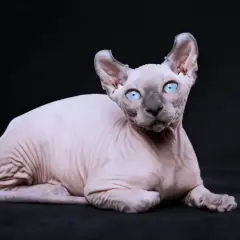 Un affascinante gatto senza pelo con occhi azzurri penetranti, sdraiato su uno sfondo scuro. La sua pelle rosa pallido è segnata da rughe che raccontano una storia antica.