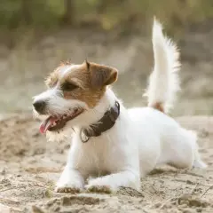 Un vivace jack russel bianco e marrone, con la lingua fuori, si riposa sulla sabbia in una giornata soleggiata.