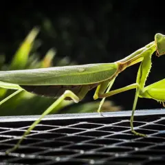 Una ierodula verde, con le zampe anteriori pronte all'attacco, si posa su una griglia metallica.
