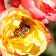 Un'ape riposa nel cuore di una rosa gialla e arancione, sembra che le api dormano qui.