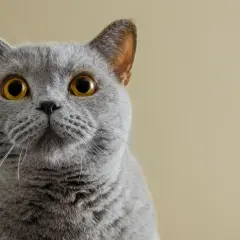 Un adorabile gatto certosino con occhi dorati e pelo grigio, che guarda intensamente verso l'obiettivo.