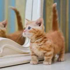 Un adorabile gatto munchkin arancione con occhi azzurri guarda il suo riflesso in uno specchio.