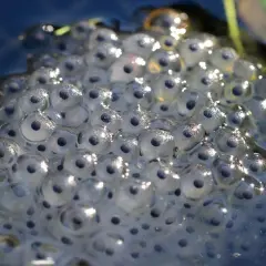 Morbide sfere trasparenti galleggiano sull'acqua: la rana depone le uova, promettendo nuova vita.