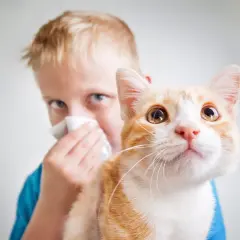 Bambino con allergia ai gatti si soffia il naso vicino al suo gatto arancione.