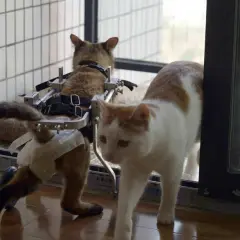 Un gatto disabile in un carrello si muove con l'aiuto di un altro gatto.