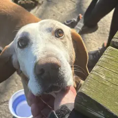 Un cane anziano con occhi dolci guarda verso la telecamera mentre una mano lo accarezza.
