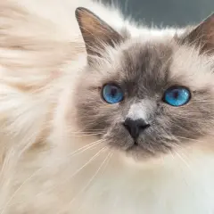 Un magnifico gatto birmano con occhi blu zaffiro, il suo pelo bianco e crema è soffice e invitante.