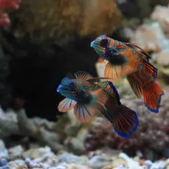 Due pesci mandarino nuotano in un acquario, mostrando i loro colori vivaci. Questi pesci bellissimi acqua dolce sembrano dipinti con striature arancioni, blu e verdi.