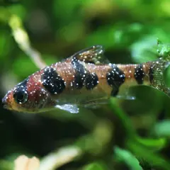 Pesce con puntini bianchi, forse un segno di malattia. Si cercano rimedi naturali per curare questi pesci.