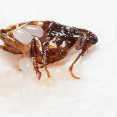 Pulce adulta con uova, un dettaglio per capire come eliminare le pulci in casa.