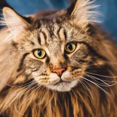 Primo piano di un maestoso Maine Coon con occhi verdi luminosi e folta pelliccia marrone tigrata.
