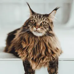 Un maestoso Maine Coon gigante, con folta pelliccia e occhi penetranti, posa con regale eleganza.