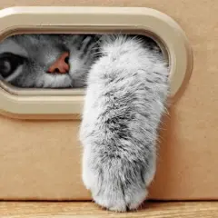 Un occhio curioso e una soffice zampa gatto spuntano da una scatola.