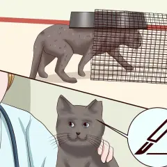 Gatto in trappola, poi un veterinario con un bisturi. Illustra come allontanare i gatti in modo sicuro e umano.