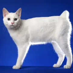 Un elegante gatto senza coda, tutto bianco con occhi azzurri, posa su uno sfondo blu.