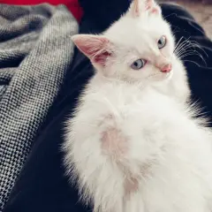 Un gatto bianco con macchie rosa sul pelo, forse un gatto perde pelo a chiazze, riposa su un tessuto scuro.