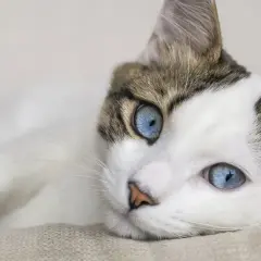Un gatto bianco e marrone con incredibili **ojos azules** riposa su una superficie chiara.