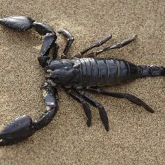 Scorpione nero su sabbia. Questo aracnide ha chele possenti e una coda con pungiglione.
