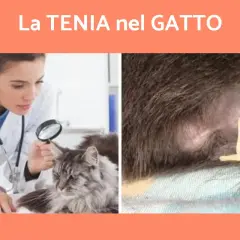 Veterinario esamina un gatto con lente d'ingrandimento. A destra, un parassita visibile. Impara come capire se il gatto ha i vermi.