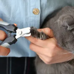 Mani che tengono un gatto grigio per tagliare le unghie con un tagliaunghie.