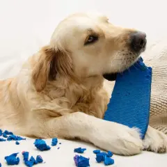 Un pica cane golden retriever gioca con un oggetto blu, lasciando pezzi ovunque.