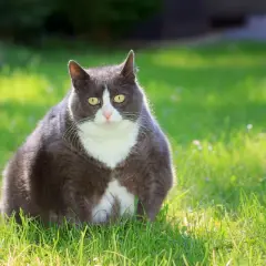 Gatto grigio e bianco seduto sull'erba. Chissà quanto pesa un gatto così paffuto?