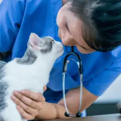Veterinaria conforta un gatto punto da vespa, accarezzandolo dolcemente.