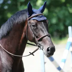 Un cavallo baio, un magnifico maiale maschio, con cuffie blu e finimenti in cuoio, pronto per la competizione.