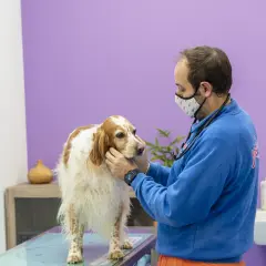 Veterinario esamina un cane con possibili problemi neurologici. Il cane è bianco e marrone, il veterinario indossa una mascherina e un camice blu.
