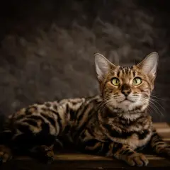 Un magnifico gatto bengala con occhi verdi luminosi, posa su un tavolino di legno. Il suo manto maculato risalta sullo sfondo scuro.