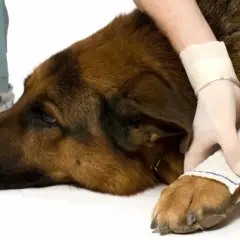 Un cane di razza pastore tedesco riceve un bendaggio per una distorsione alla zampa.
