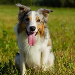 Un cane da pastore australiano, con la lingua fuori, seduto in un prato verde. Un vero forasacchi cane, pronto per giocare.