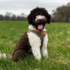 Cane d'acqua spagnolo con pelo riccio marrone e bianco, seduto sull'erba verde con la lingua fuori.