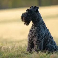 Un Kerry Blue Terrier dal pelo scuro e riccio siede sull'erba, con uno sguardo attento verso l'orizzonte.