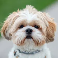 Musetto di un cane Shih Tzu con pelo bianco e fulvo, forse preoccupato per la struvite.