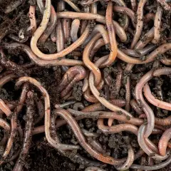 Un groviglio di lombrichi rosa e marroni si muove nel terreno umido, un'immagine ravvicinata della vita sotterranea.