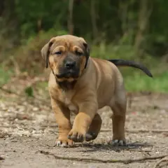 Un cucciolo di tosa inu marrone chiaro corre su un sentiero sterrato in un bosco.
