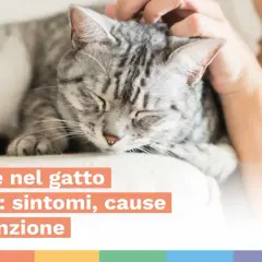 Gatto grigio accarezzato, con testo su gastrite nel gatto anziano: sintomi, cause e prevenzione.