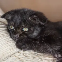 Dolce gattino nero con occhi verdi, forse affetto da tigna, riposa su un cuscino beige.