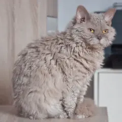 Un gatto ural rex dal pelo riccio e color crema, con occhi ambrati, seduto su una superficie chiara.