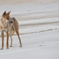 Un dingo domestico, con il suo manto fulvo, osserva attentamente la spiaggia sabbiosa, lasciando tracce leggere.