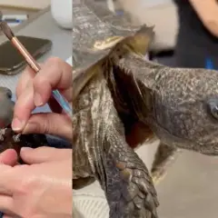 Tartaruga con carapace che mostra segni di malattie, forse un fungo. Un veterinario esamina la zampa.