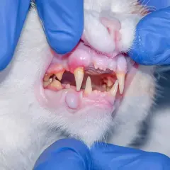Gengive gonfie e arrossate, denti sporchi e un piccolo nodulo: il gatto soffre di gengivite.