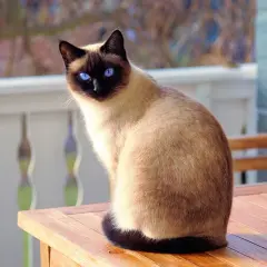 Un elegante gatto siamese con occhi blu zaffiro siede su un tavolo di legno all'aperto, godendosi il sole.