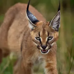 Un caracal gatto, con le sue iconiche orecchie a punta, avanza furtivamente tra l'erba alta, gli occhi verdi fissi sull'obiettivo.